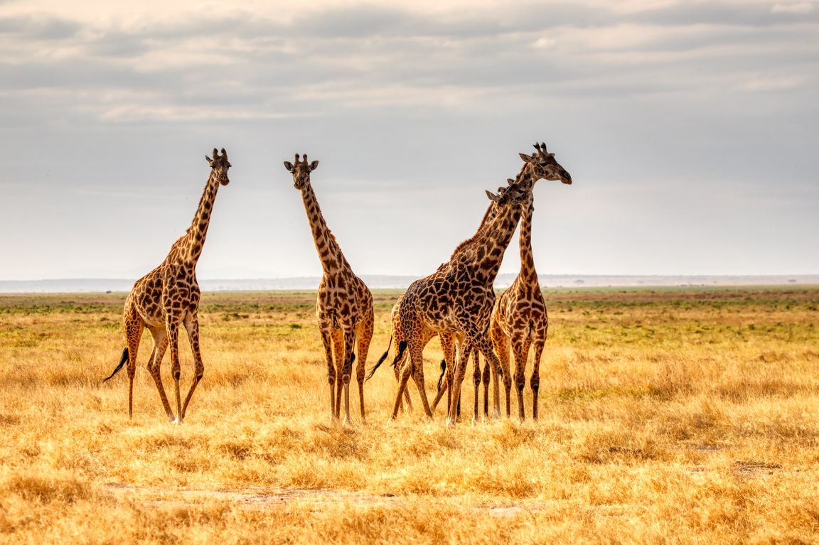 Giraffes+by+Mariola+Grobelska+